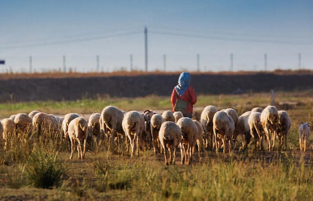 内蒙古，一个放了1000多只羊的大姐，坐在镜头前说了一段话，说完之后很多人沉默了