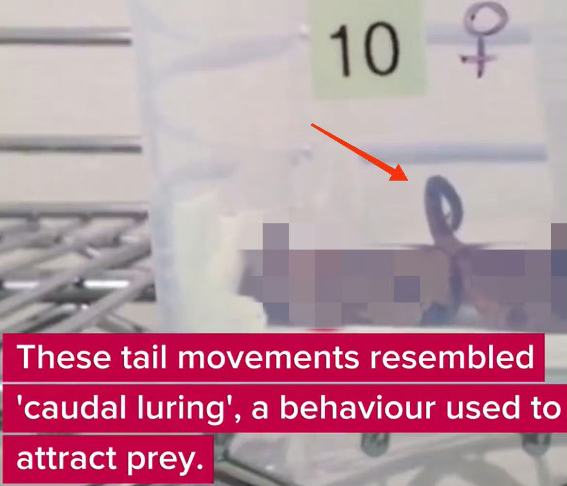 尾巴是很可爱的器官响尾蛇的尾巴、铜头蛇的尾巴就不可爱了，而是很致命。¹响尾蛇靠