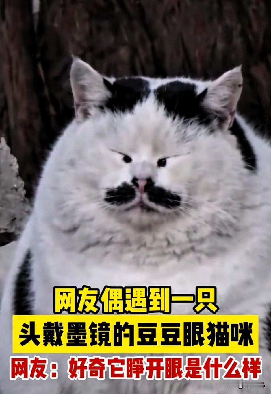 哈哈，你也看错了吧！看到网友家的猫，我以为它是一只小眼睛的大脸猫，结果一看这是