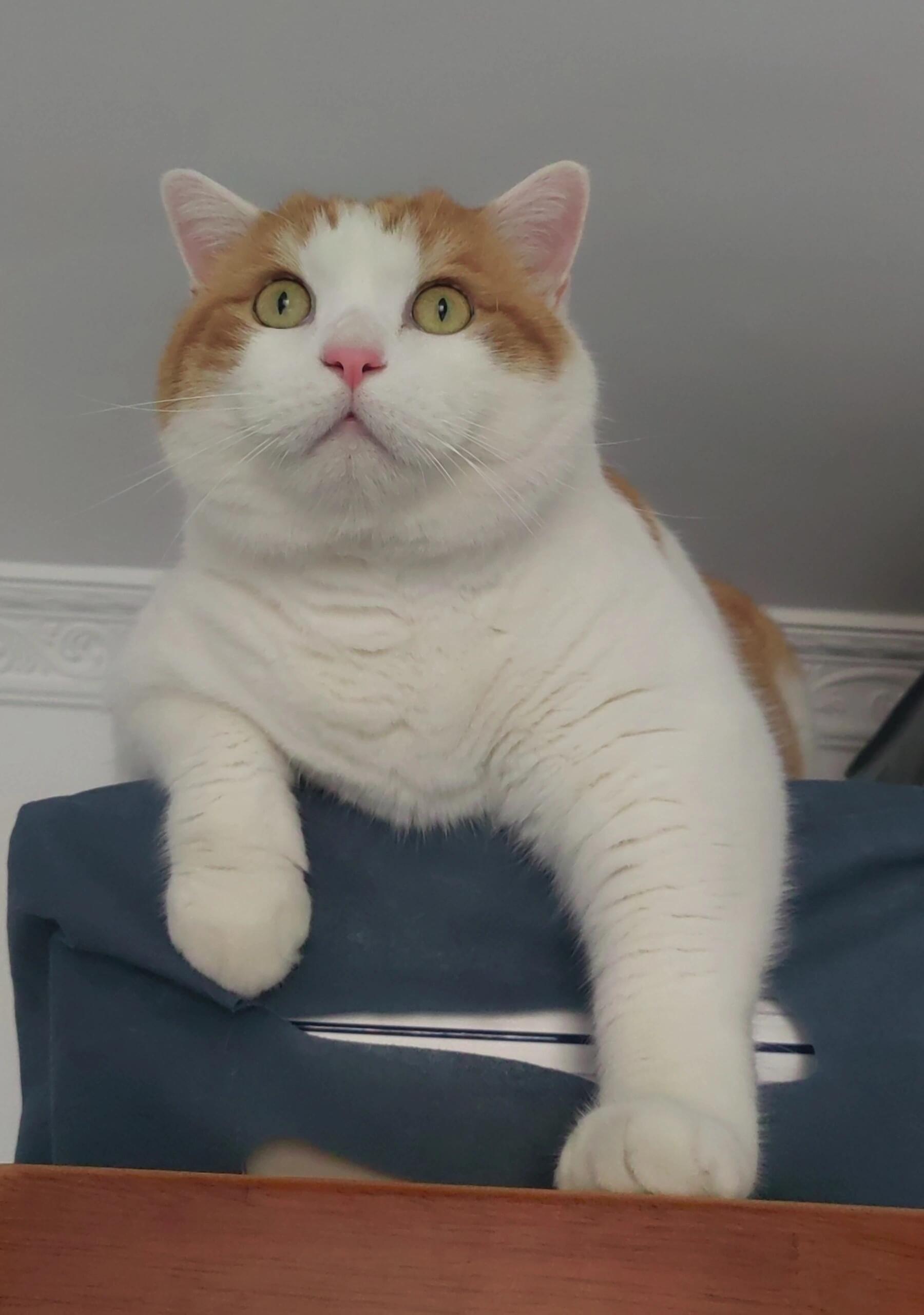 我妈攒的185根猫胡子