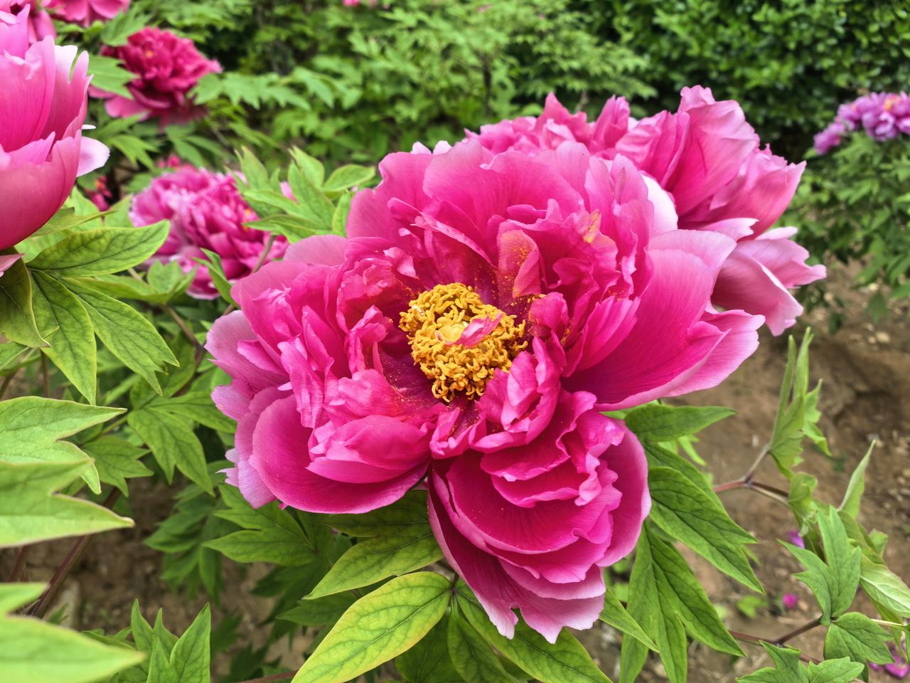 陈梦陈梦是最棒的，两届奥运女单冠军就是证明。而且陈梦气质颇佳，越看越耐看，人善心