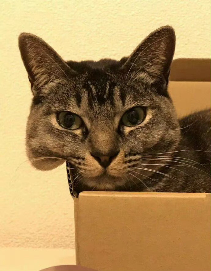 猫咪：找我什么事😾​​​