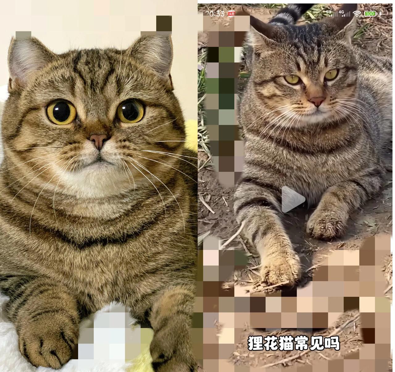 谁能想到啊！去年我爸突然抱回只公狸花，跟家里原住民母狸花刚见面