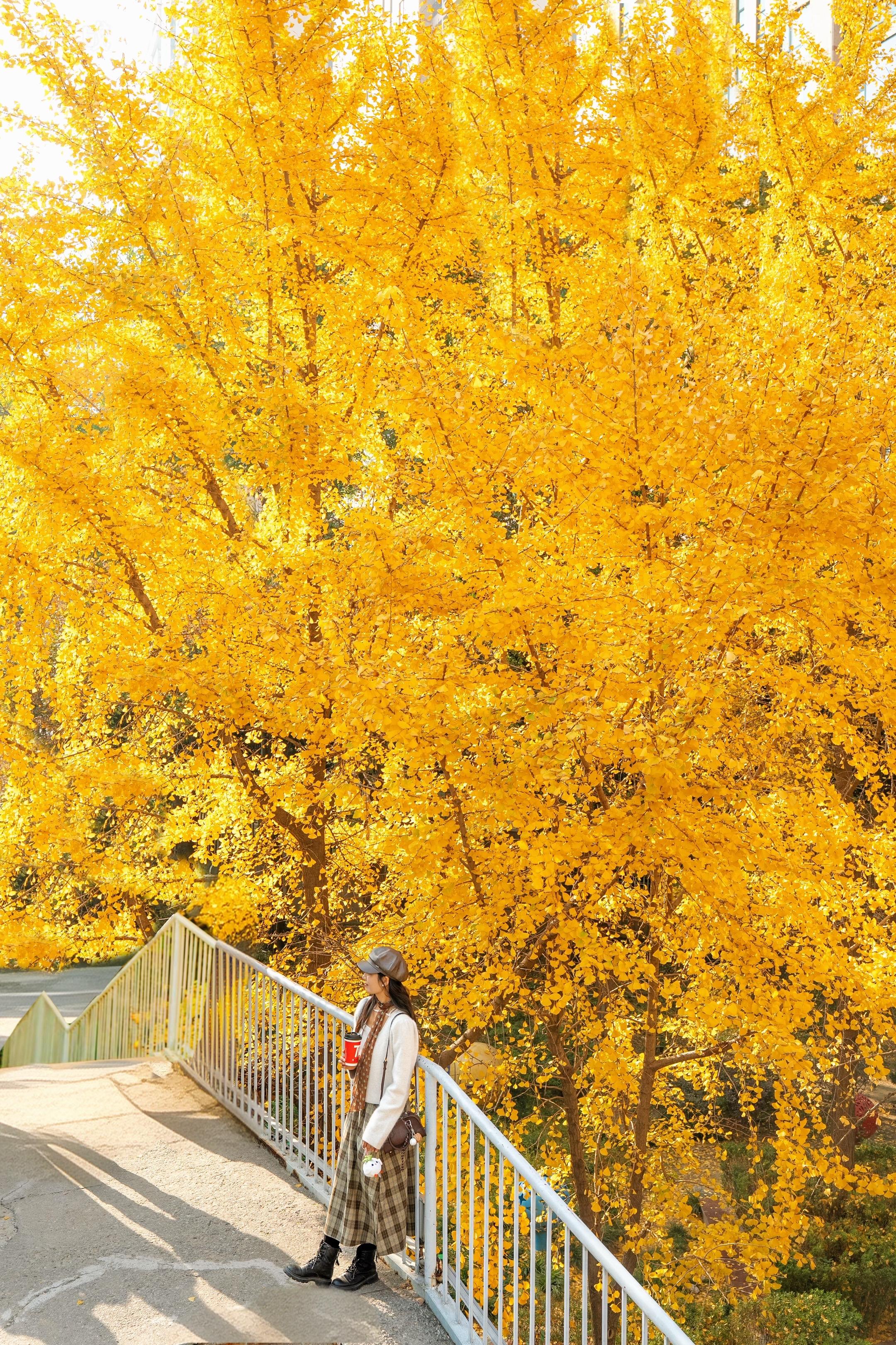 秋天来武汉🍁记住这条绝美封神walk路线！秋日的武汉真的是氛围拉满！...