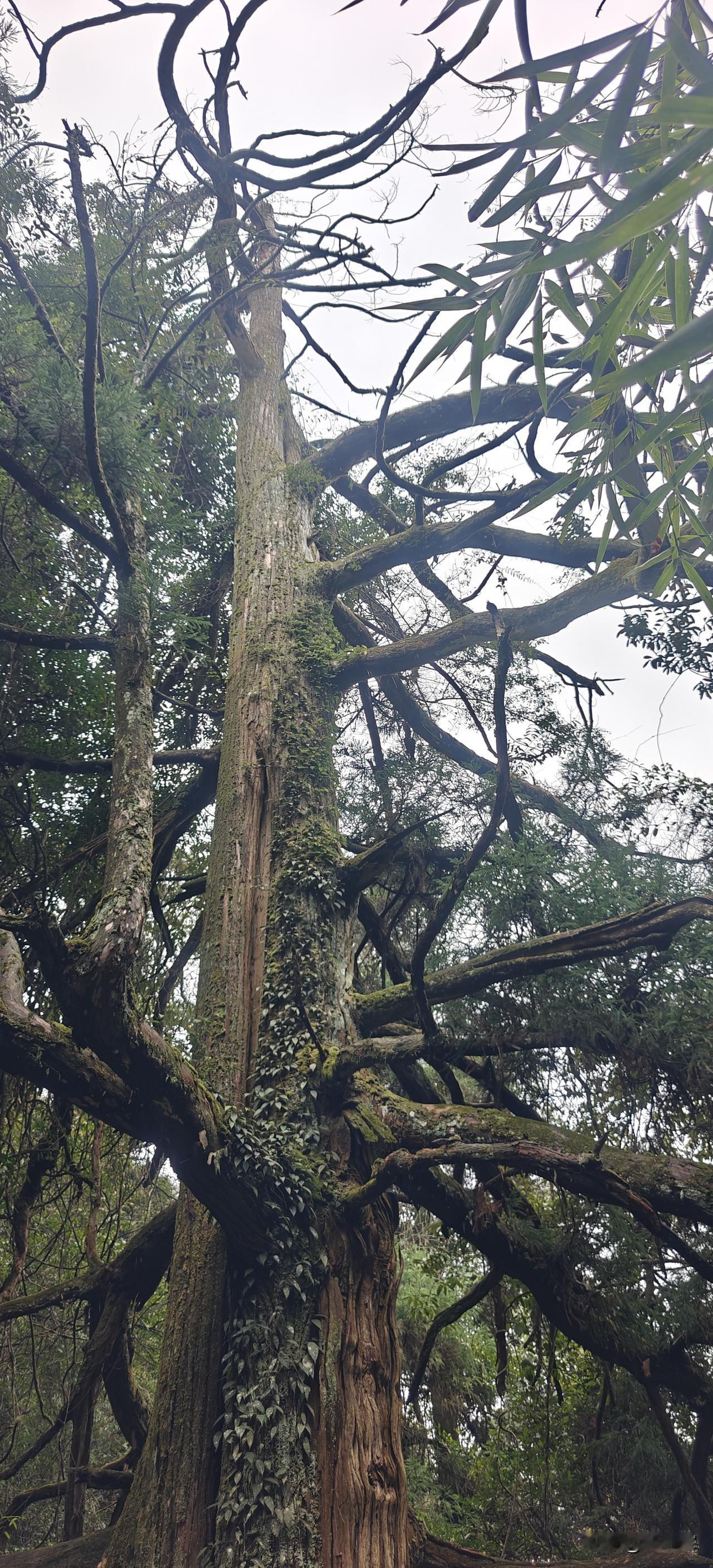 踏山而行，揽清风入怀。心有山海，自会顺风人生。每一步山野跋涉，都是为生活攒下的温