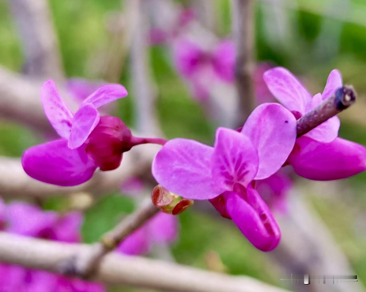 春约终南山下，这简直是一场绝美的邂逅。山脚下，桃花肆意绽放，金黄色的油菜花点缀