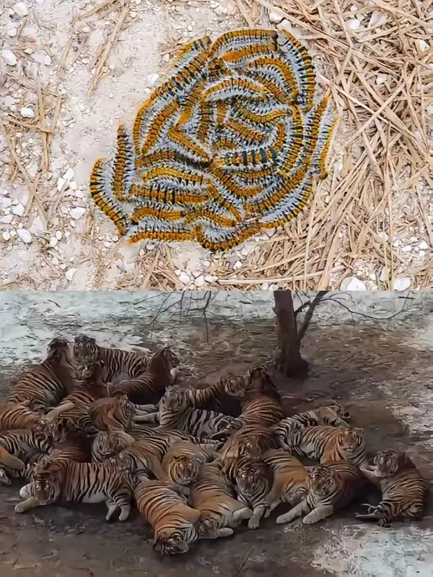 这就是为什么古人称老虎为大虫的原因