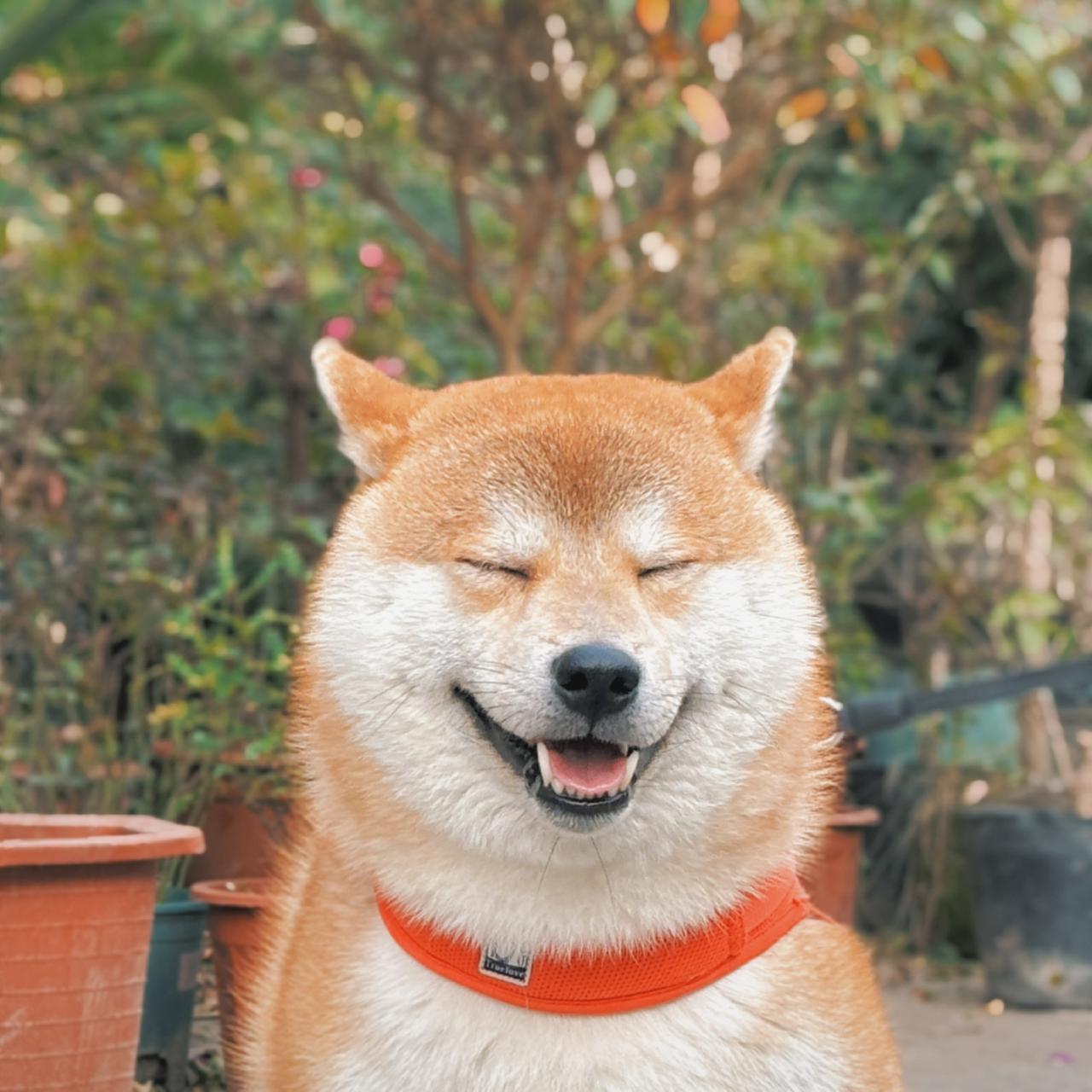 晒晒我家幸福的狗狗:嘴角上扬，眯着眼睛，像在偷笑，红色项圈衬得毛茸茸的脸更可