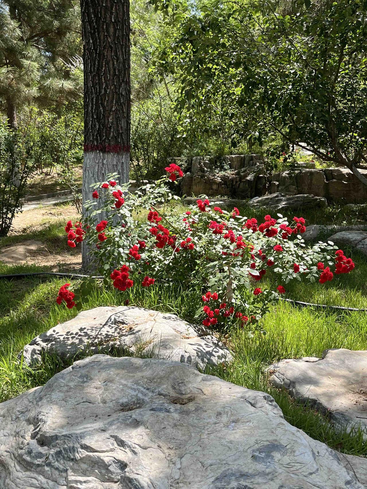 昨日（周六），北京12.24新政发布后的第一个周末，二手房（贝壳）带看量：154