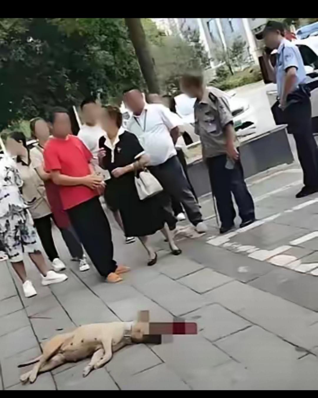 养狗不牵绳反被怼！成年人的自保，从来都没有温柔可言。千万别再纵容遛狗不牵绳