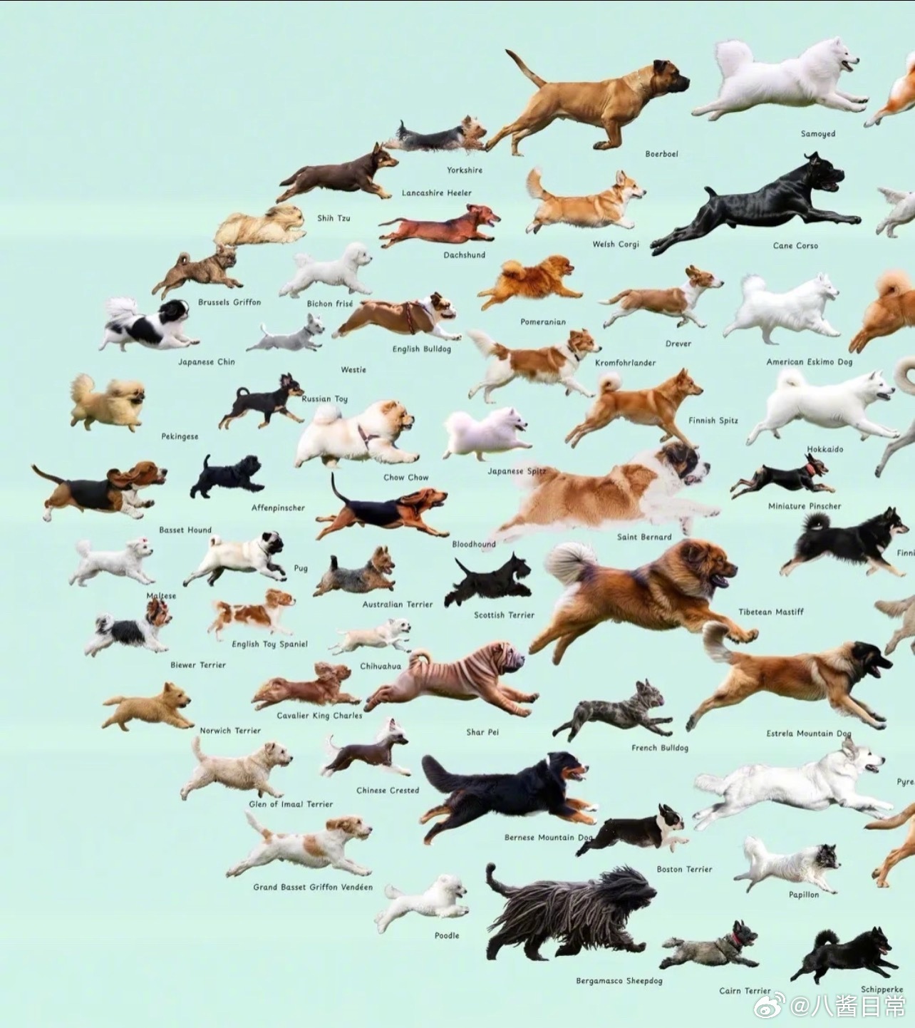 世界犬种奔跑速度排名​​​