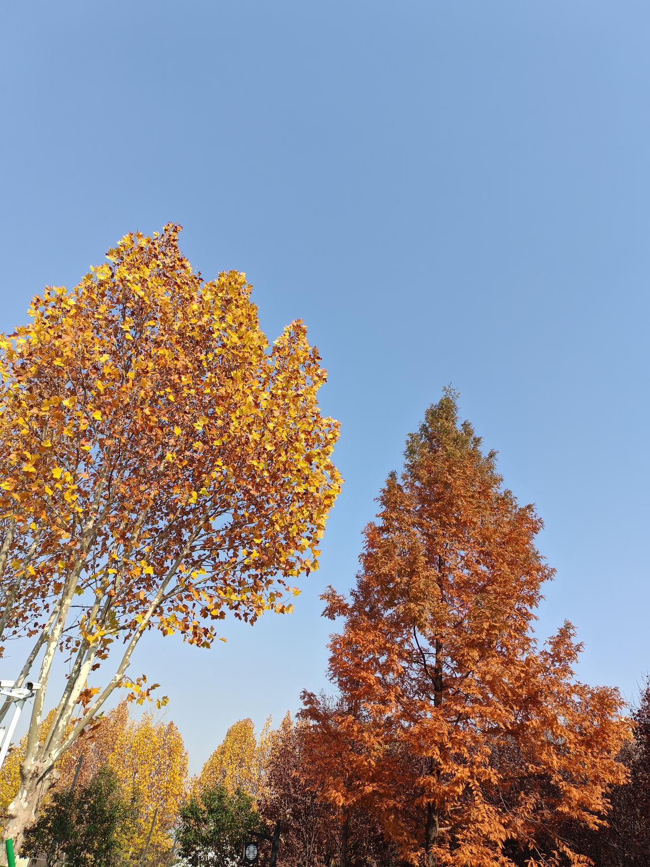网上的骗局真是太吓人了！同学的妹妹，在网上存钱，10000元一天100元的利息