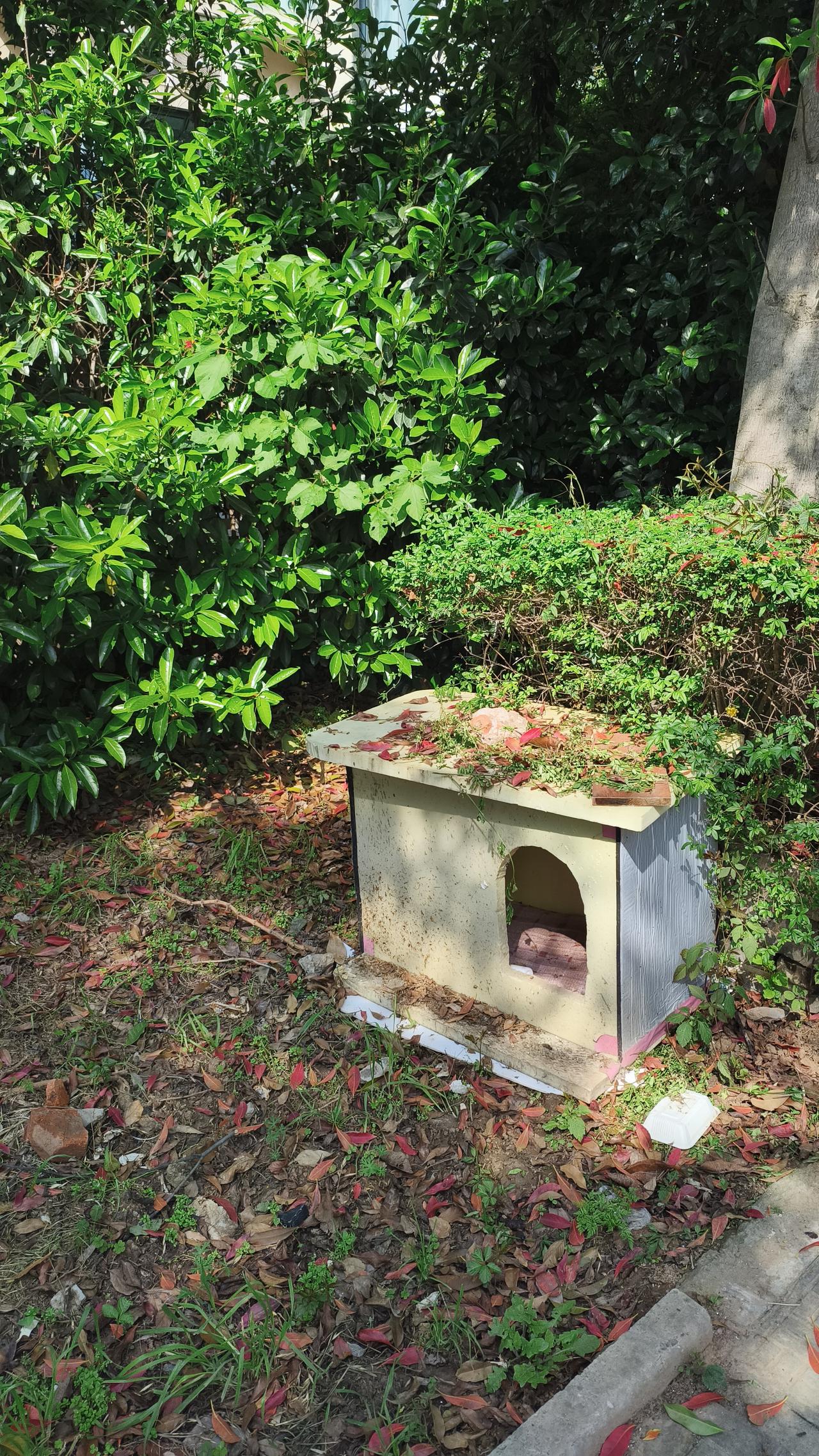 楼上大妈在小区做了好多猫窝，怕猫咪挨饿受冻，可猫咪根本不领情，偏要躲在乱草丛、杂