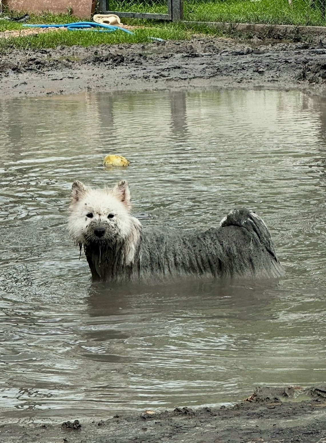 萨摩耶出淤泥而半染耶