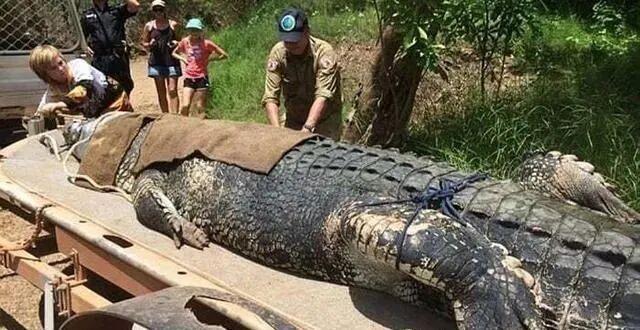 不交配就会死，为了繁衍后代，发情期动物有多狠？ 发情期一到，动物王国就像