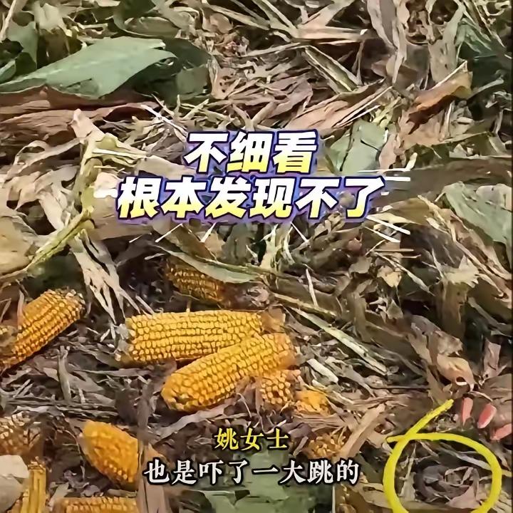 “太吓人”！9月17日，河南驻马店，一女子在地里捡玉米时，忽然看到玉米旁有只“大