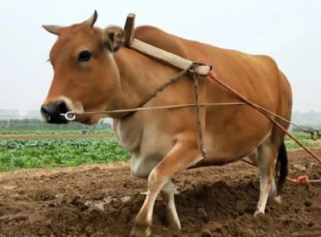 为啥牛要穿鼻子，马却戴的是笼头？这可不是随意为之，而是古人摸索出来的“最佳方法”