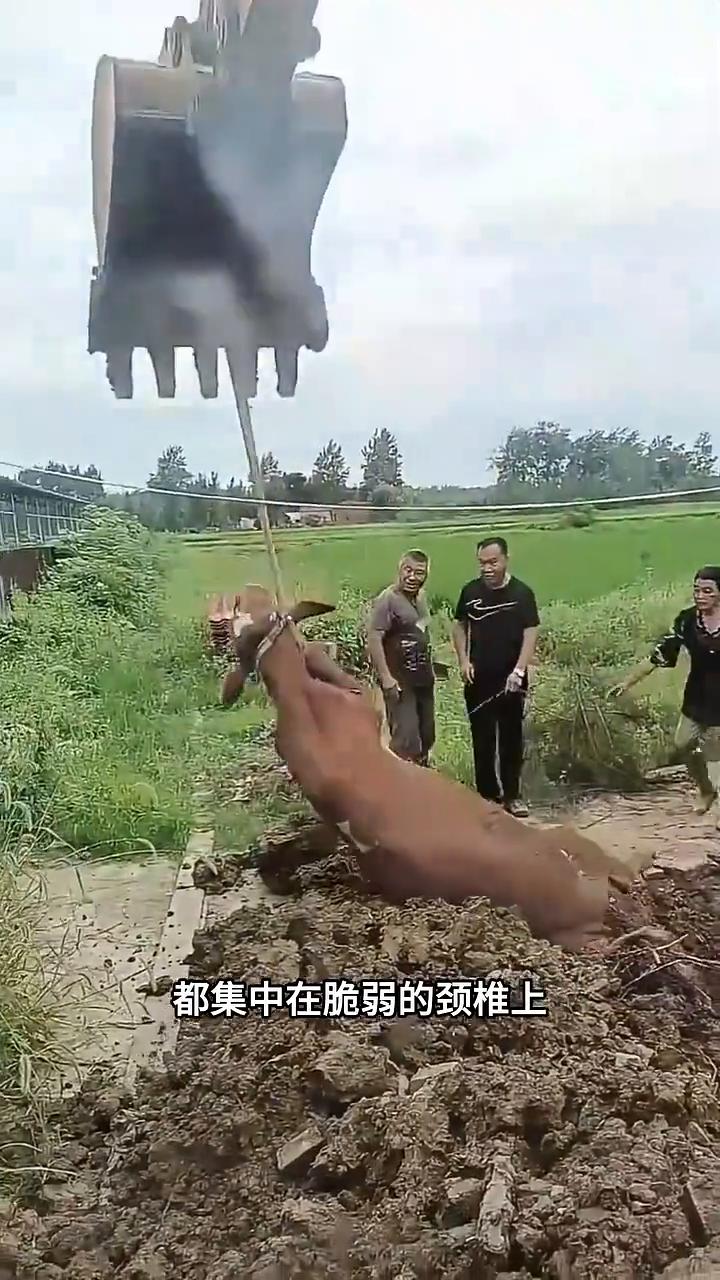 牛因墙间救援悲剧。注意看，一头牛意外卡在墙缝之间，救援者将绳索直接系在牛的脖子