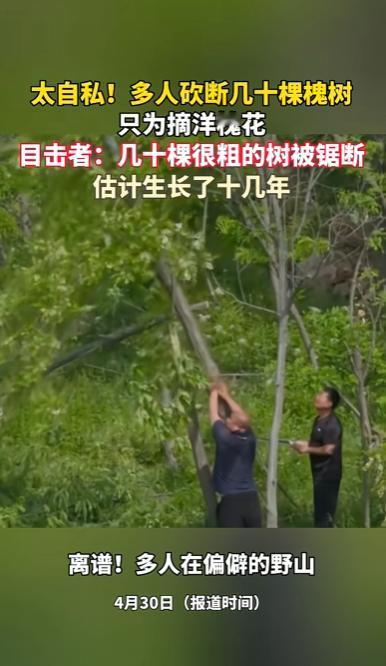 陕西，一群人竟摘取洋槐花而锯断几十棵生长了十几年的粗壮槐树，树干横七竖八倒了一地