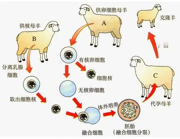 当年火遍课本的克隆技术，为啥现在没人聊了？真相比你想的复杂真正让克隆技术凉透