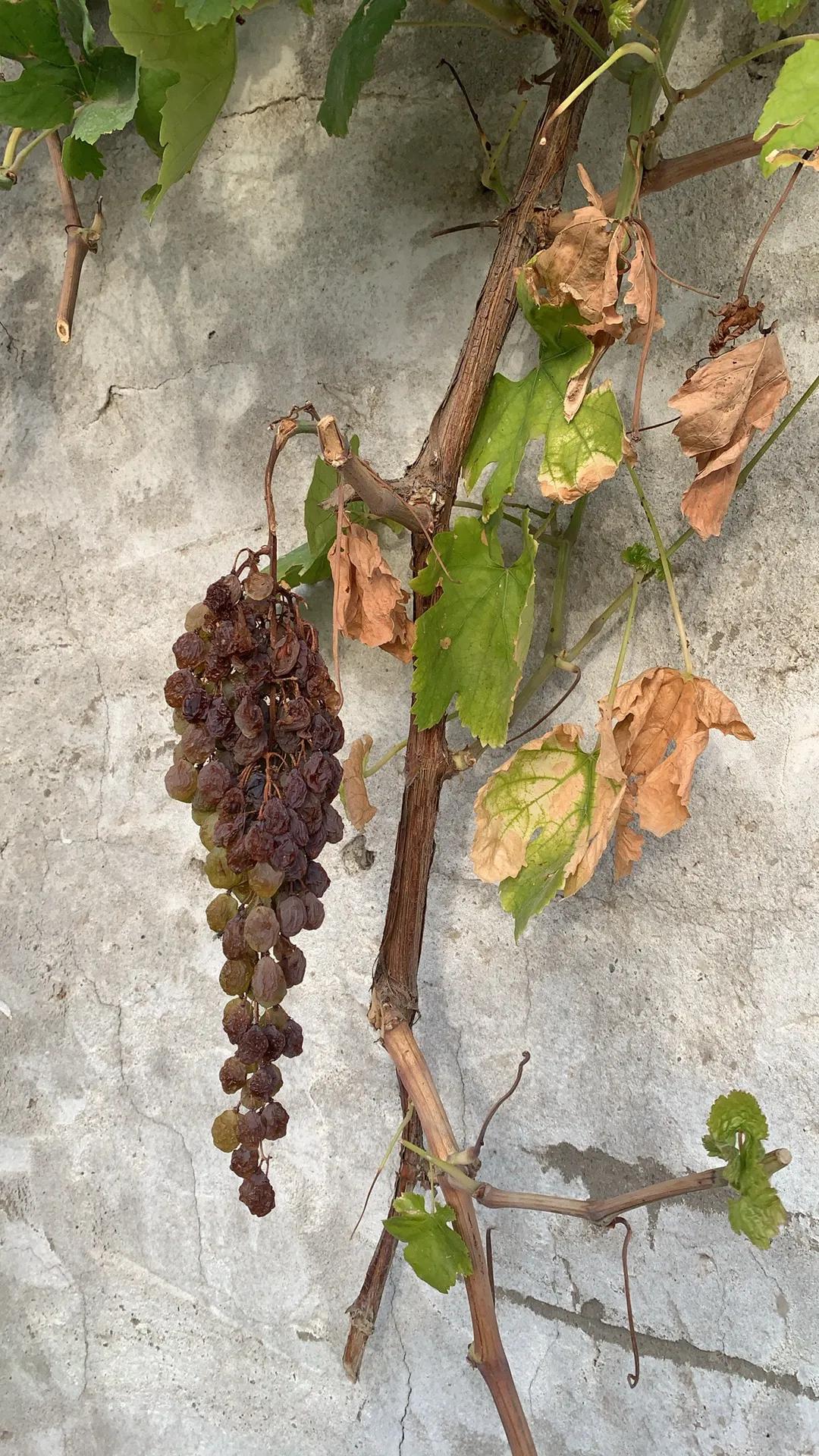 我去过最远的地方是新疆，从广东汕头出发，坐飞机还花了20个小时，从中国地图南海边