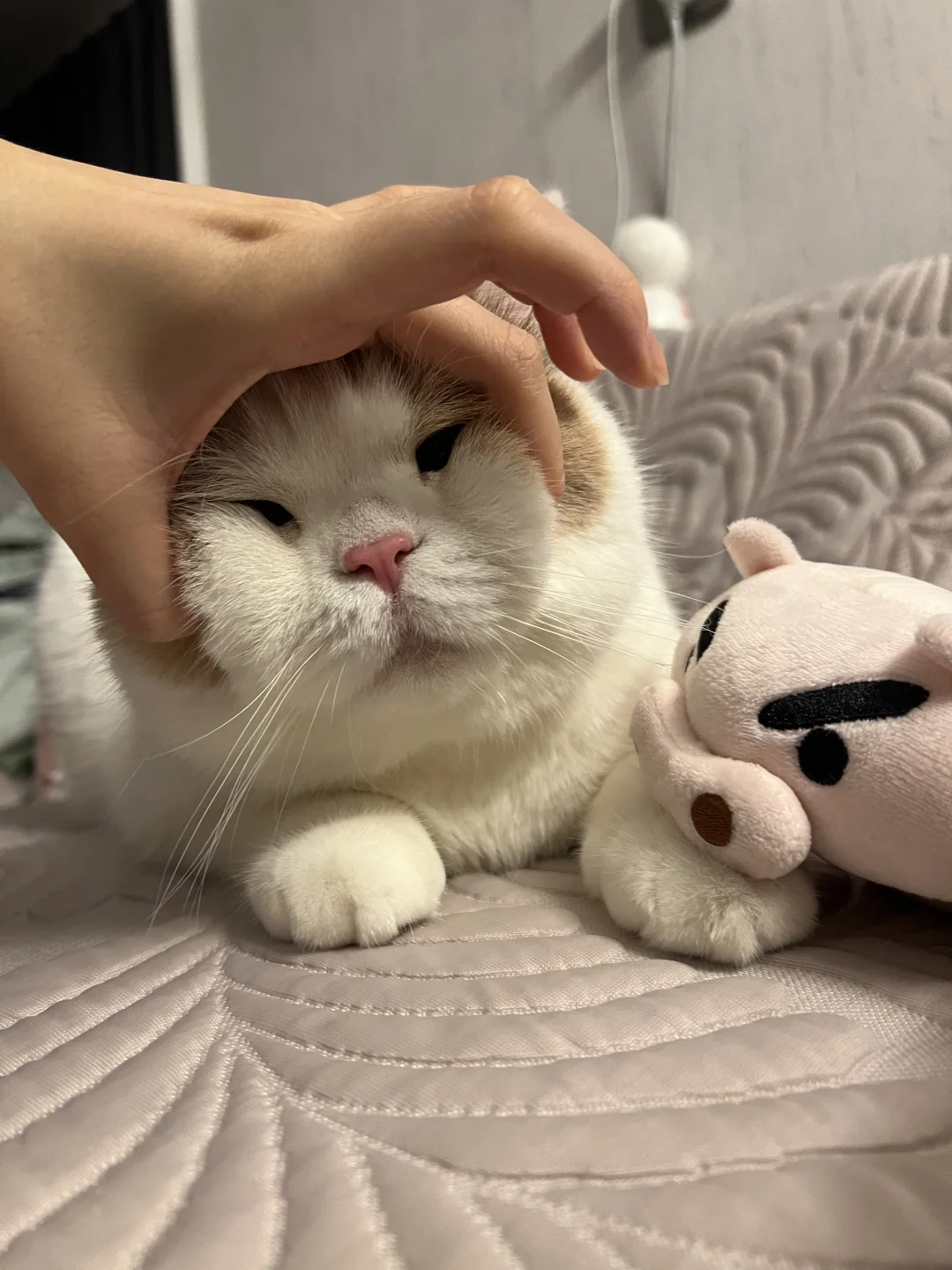 姨姨们 吾与左卫门猪公 孰美？