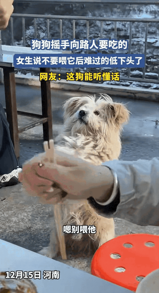 “太通灵性了！”河南，一对情侣在路边吃东西，突然一只白色的狗狗走了过来对他们作起