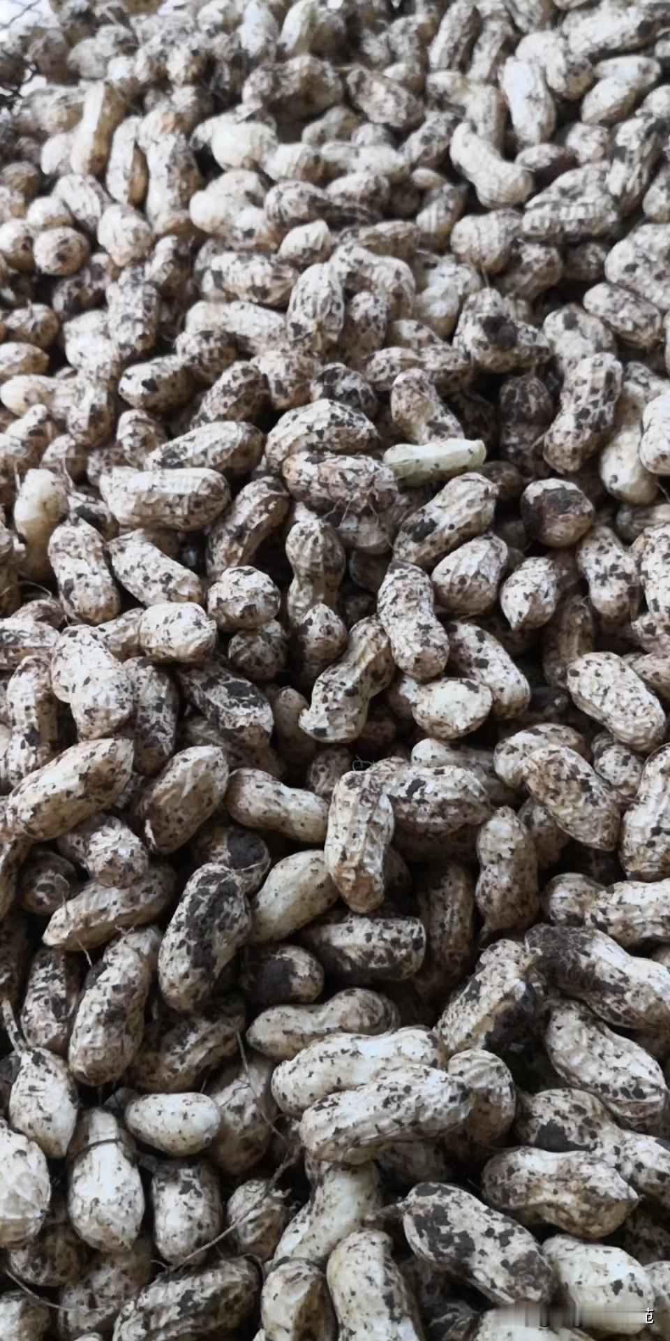 花生价格26年7月28日江西高安花生价格行情分析当地鲜果少量上市，装2.2-