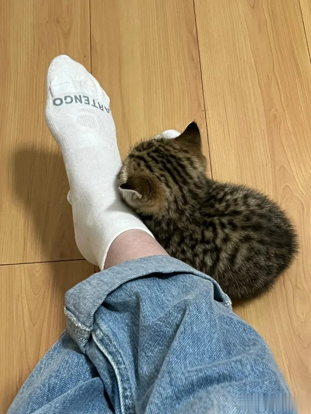 论小猫咪怎么得寸进尺猫窝不睡，麻麻的脚丫子比窝香