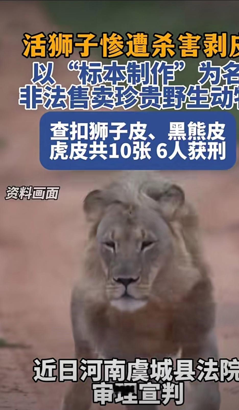河南猎杀狮子无人指责，广西夫妇避险锁狮反被谩骂？昨天刚说了广西贵港王丽媛夫妻