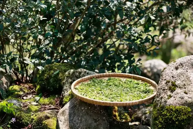 喝茶跟心脑血管的观察, 速看7大权威研究! 看完您还继续喝茶吗?