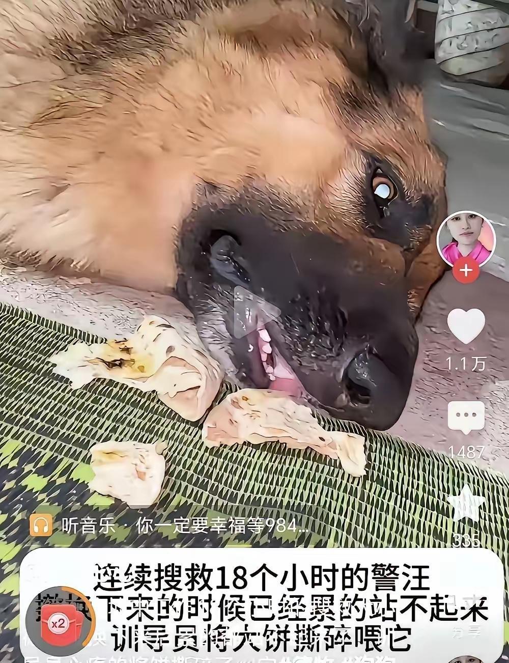 它的眼神，真的让人心痛！她明明嗅到了下面有人，周围有人，可是它找不到，听不到哪