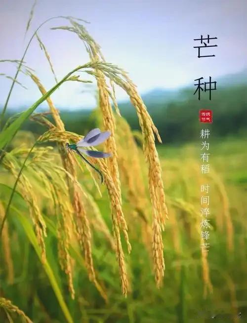 “上午芒种，落满塘；下午芒种，旱死牛”，今年芒种在几点？早知道民间流传着“