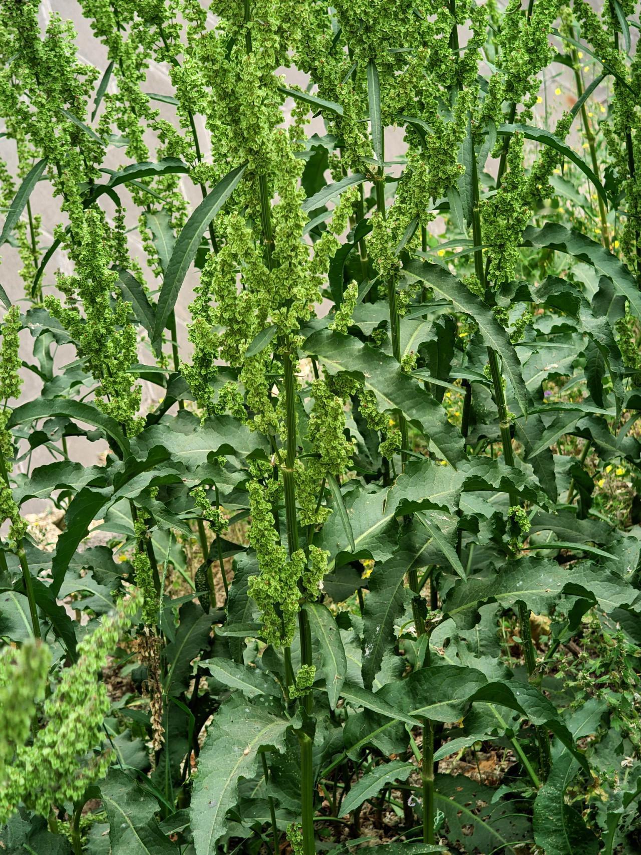 这是巴天酸模，属于蓼科酸模属多年生草本植物，也常被俗称为野菠菜，相关介绍如下：生