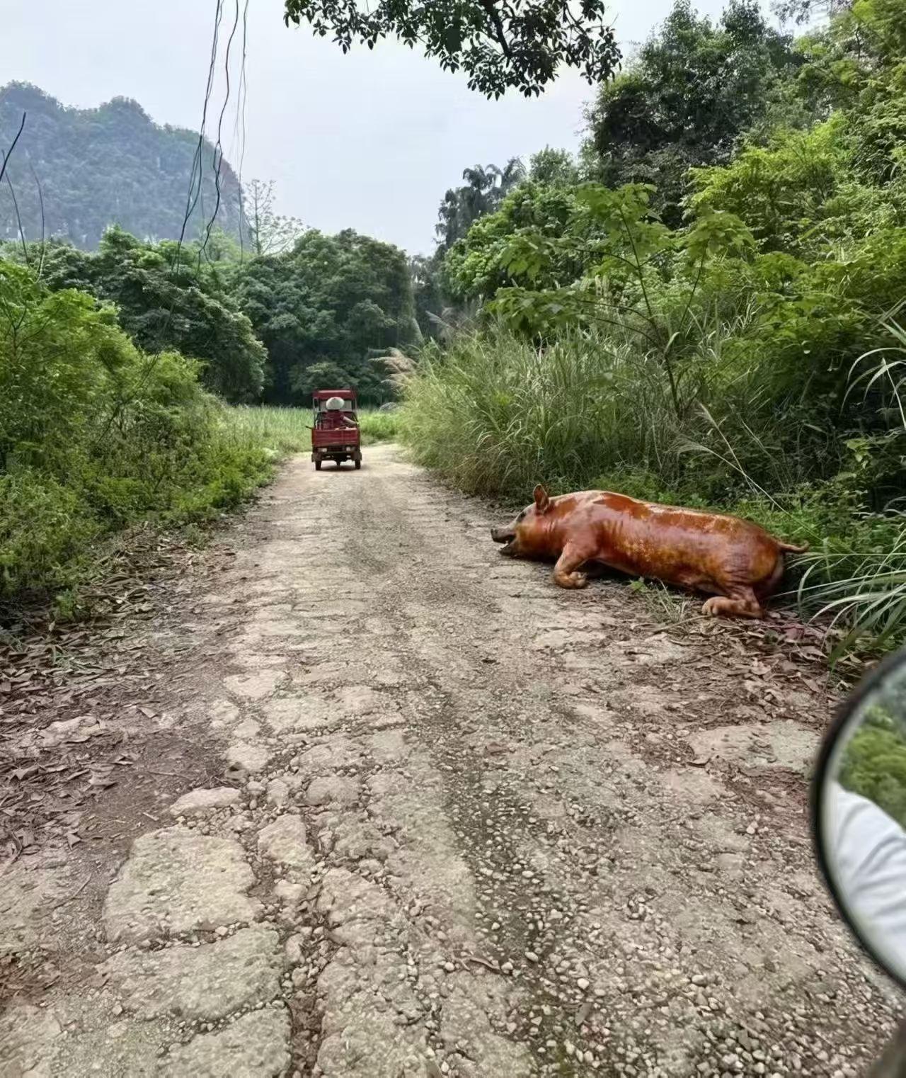 拜完太公猪留下了