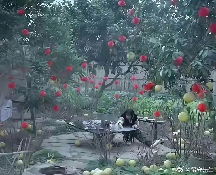 “有人质疑李子柒院子里的柚子是摆拍的，直到去了四川以后才知道是真的，大街上全是柚