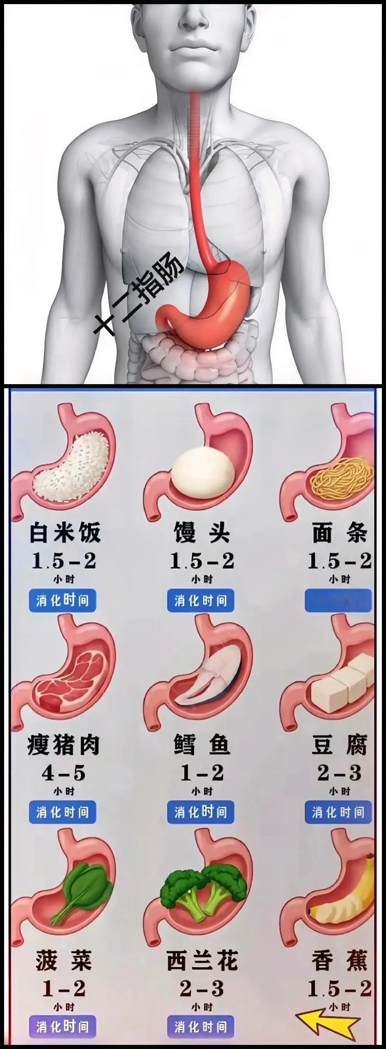 胃内容！[无奈吐舌]恶心话题，但值得拥有！尸体解剖中，切开死人胃口，看看里面状