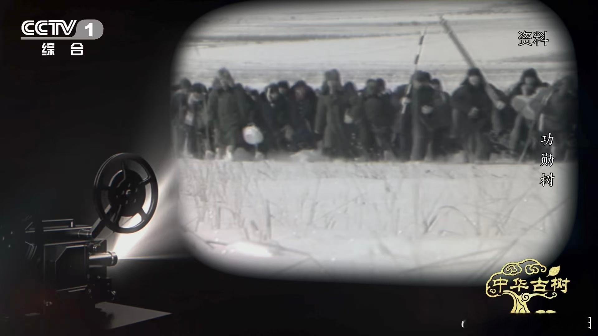 140岁落叶松救活一片荒漠一棵百岁树也能教人种树塞罕坝曾是荒漠戈壁，种树被视为