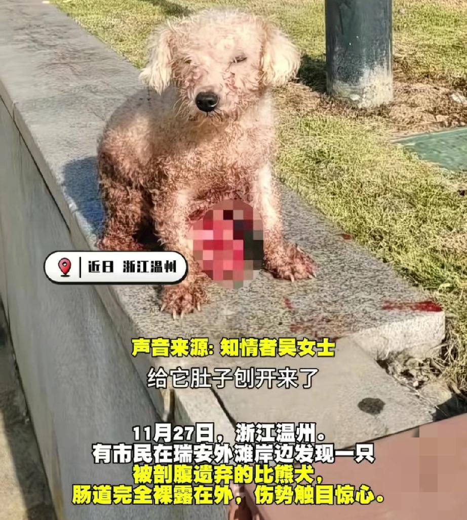 寒风里那只被活剖的比熊，撕开的何止是黑心犬舍的遮羞布没人能想象，一只比熊犬