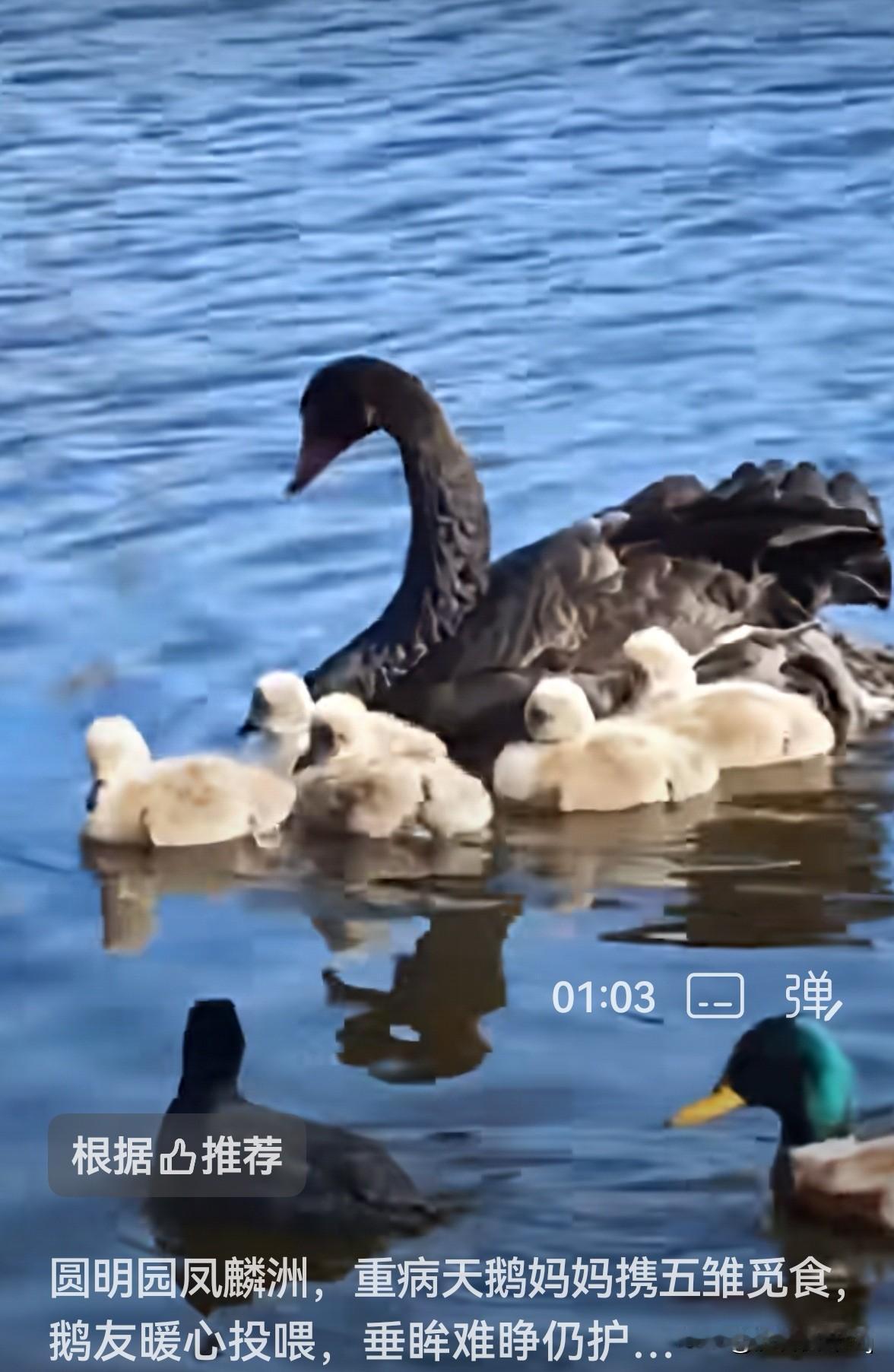 圆明园天鹅一家的揪心故事：这寒冬里，他们可能都走了北京这几天冷得刺骨，圆