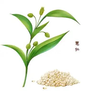 “天然祛湿王”不是薏米！是它！每周煮3次，排湿健脾超管用！一到阴雨天就浑身