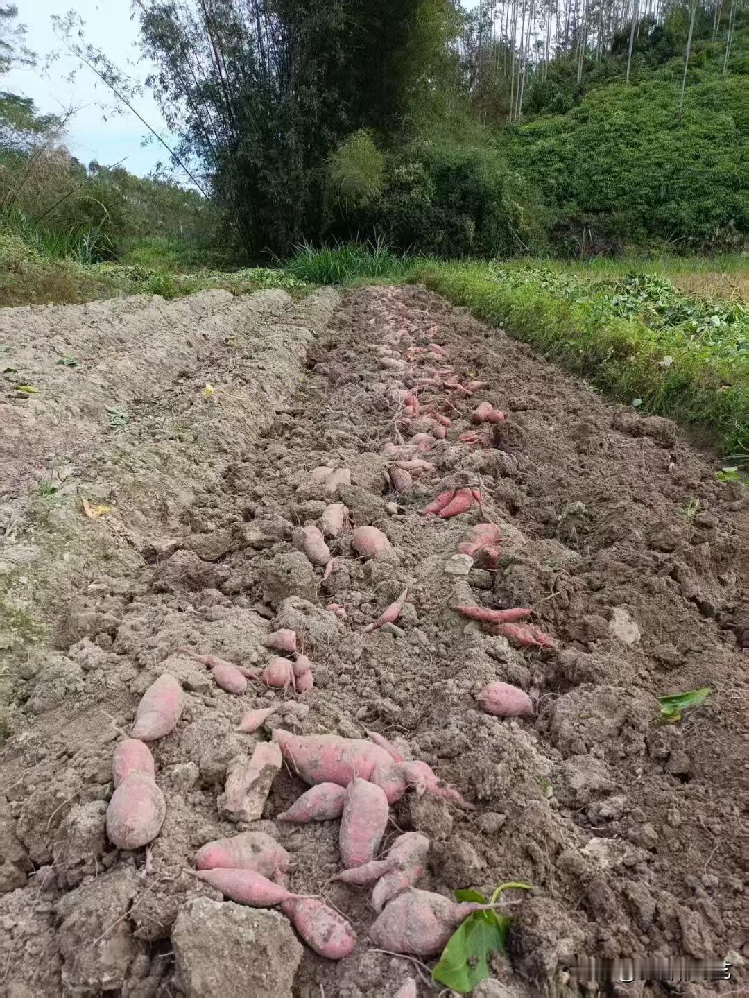今年冬天的不同刚挖的红薯铺在田垄上，粉褐外皮裹着新泥，衬着两旁的绿蔬与后山竹林，