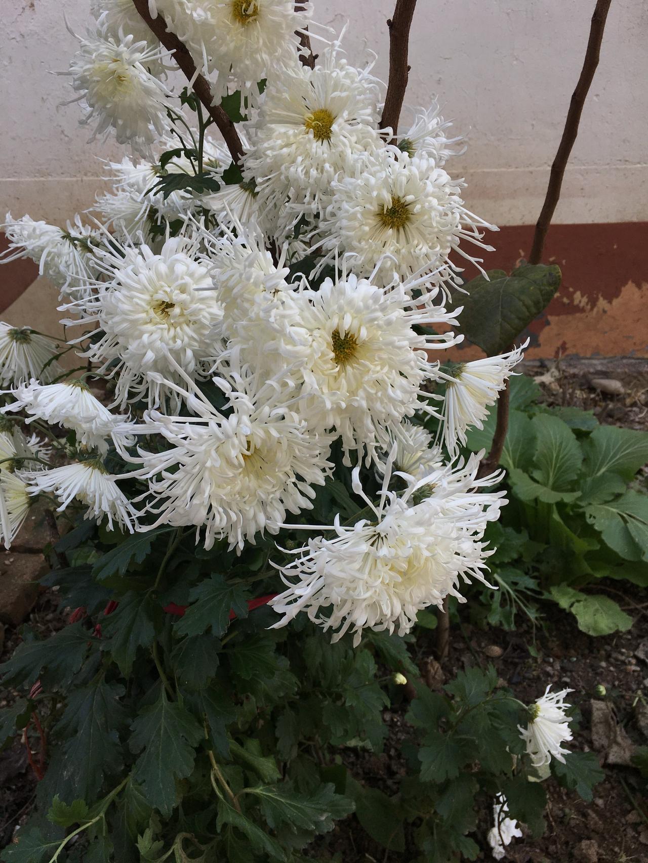 夜深人静的时候忽然有点感悟。见过太多老人的晚年，才明白：长寿有时是种考验。