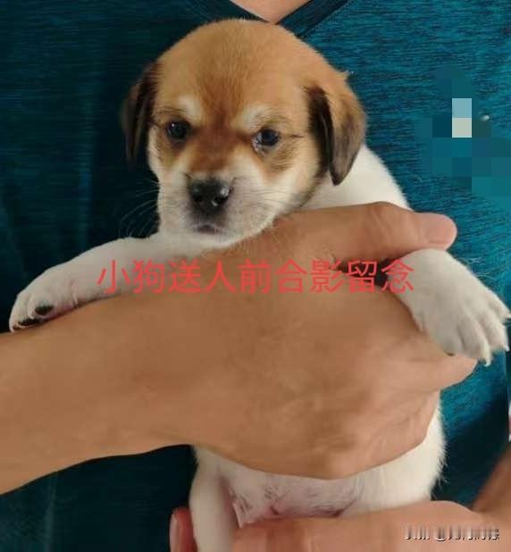 第一张照片，是一个月前，我把小狗送给别人时合影留下的这张照片，当时是依依不舍，但