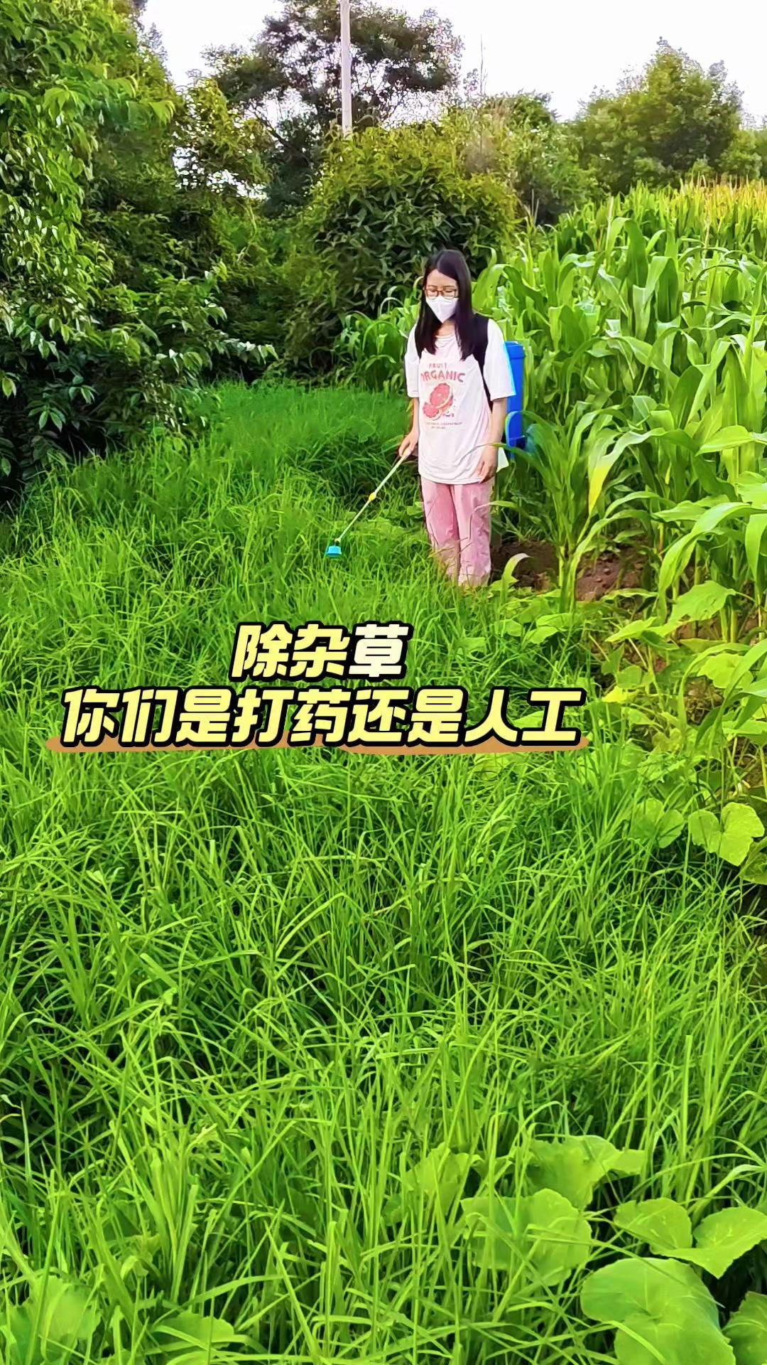 在村里，我最喜欢的就是清晨跟着奶奶去菜园摘菜。黄瓜带着露珠，豆角垂着嫩荚，摘完直