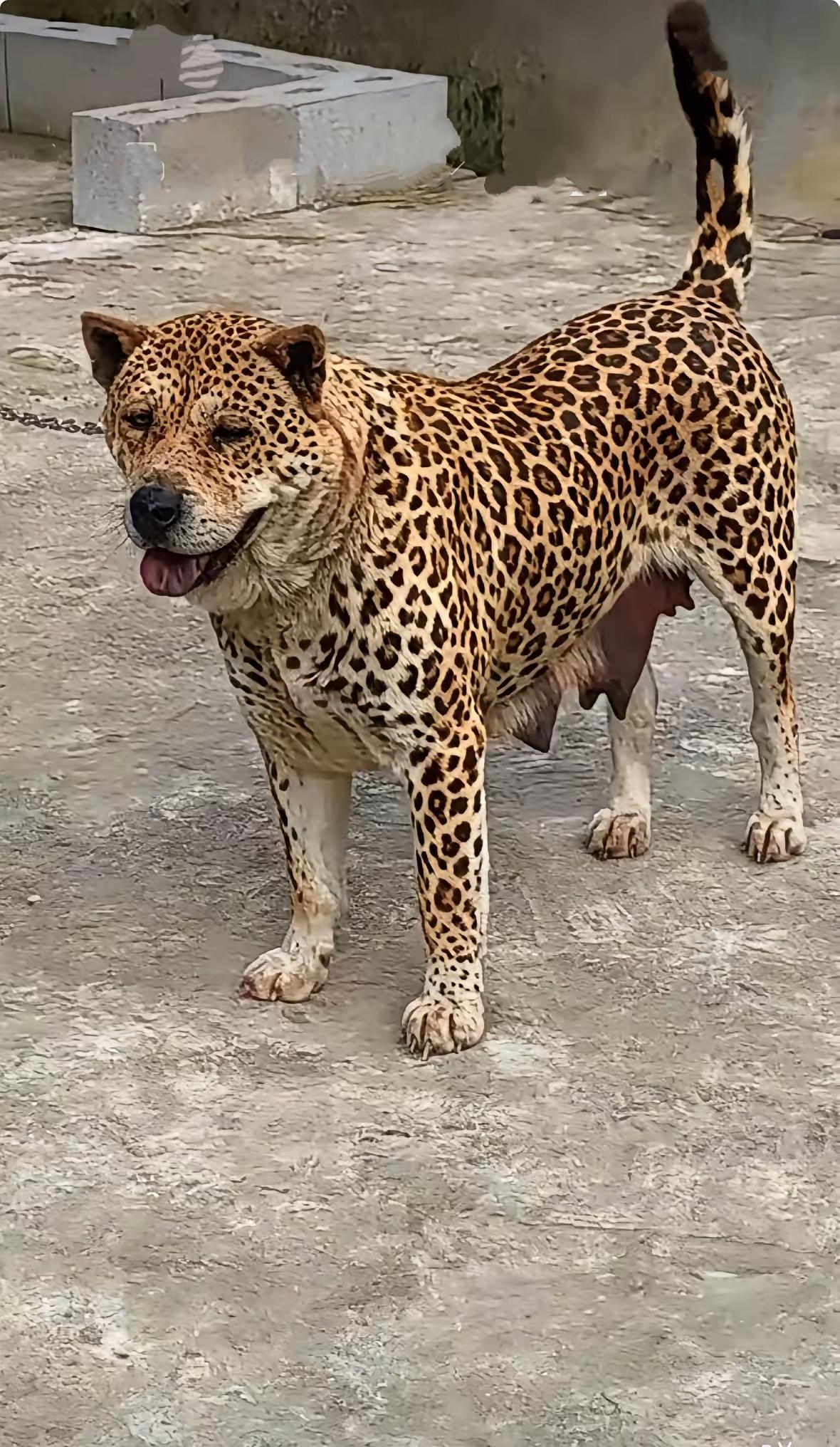 我朋友家培育出了一只狗豹，竟然还生了三只小狗豹。你都不敢相信，这狗狗身上披着一