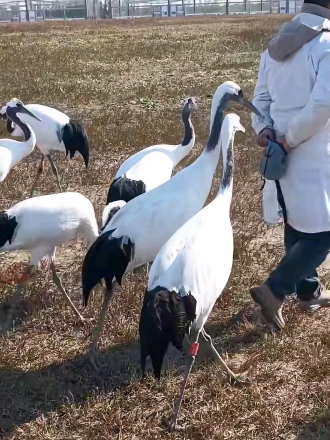 丹顶鹤的心里话:大家都是一样的衣服，肯定都是自己人。就是很自豪，在我的家乡有
