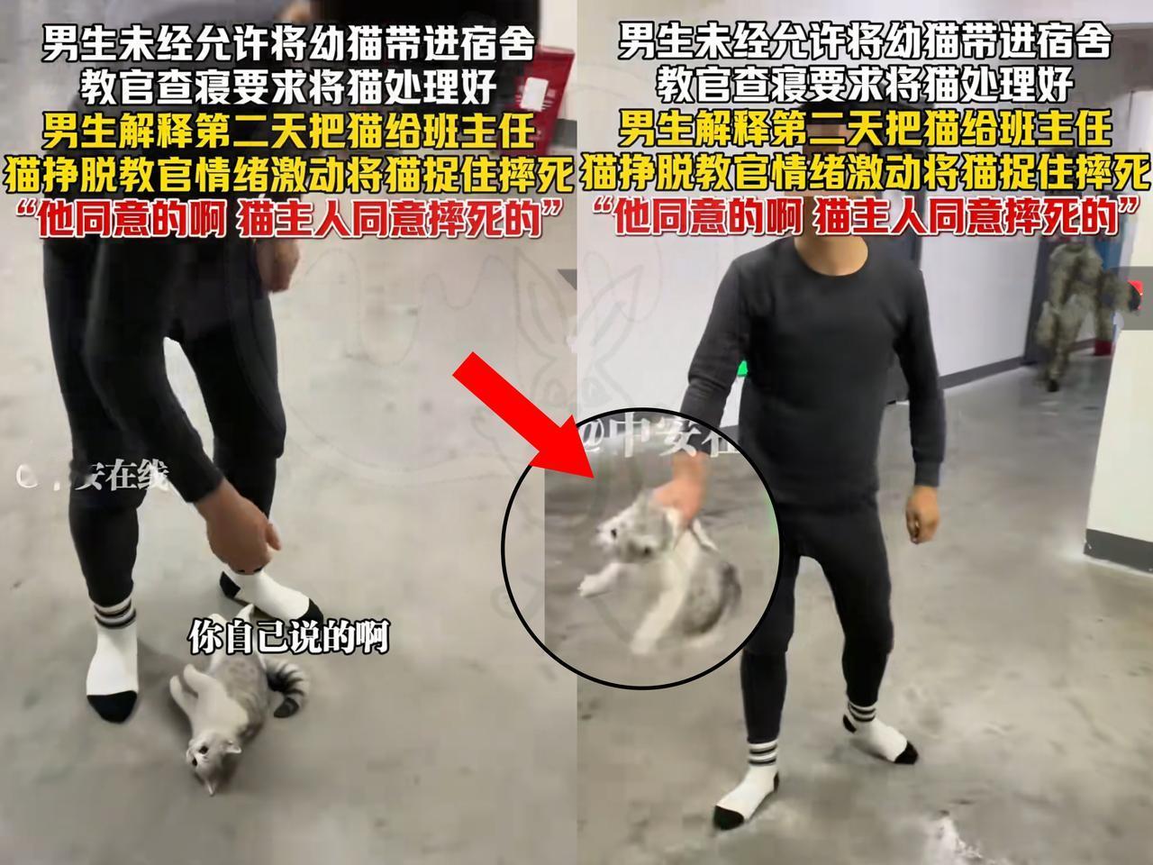 真相了！看到教官摔猫事件的第三视角，原来坏的人不止教官，养猫的那个学生更可恨，学