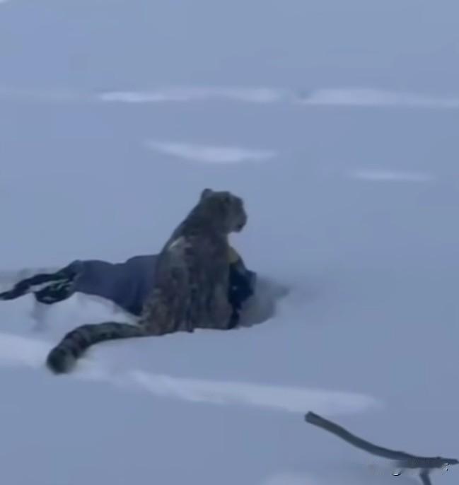 雪豹也是豹啊，不能因为它个子小就觉得它不咬人，尤其是出去玩不要靠近野生动物的地盘