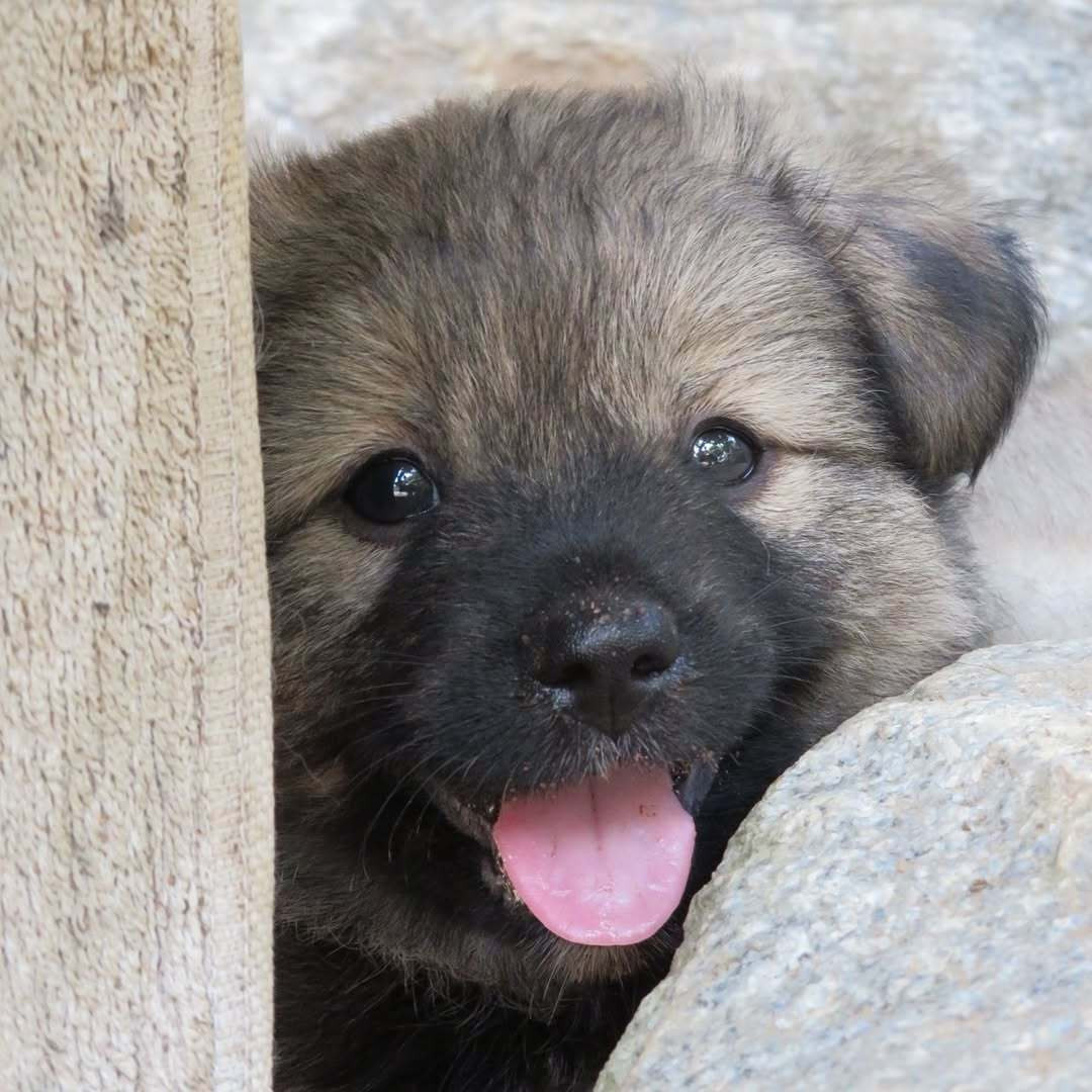 眼睛里有光的小狗